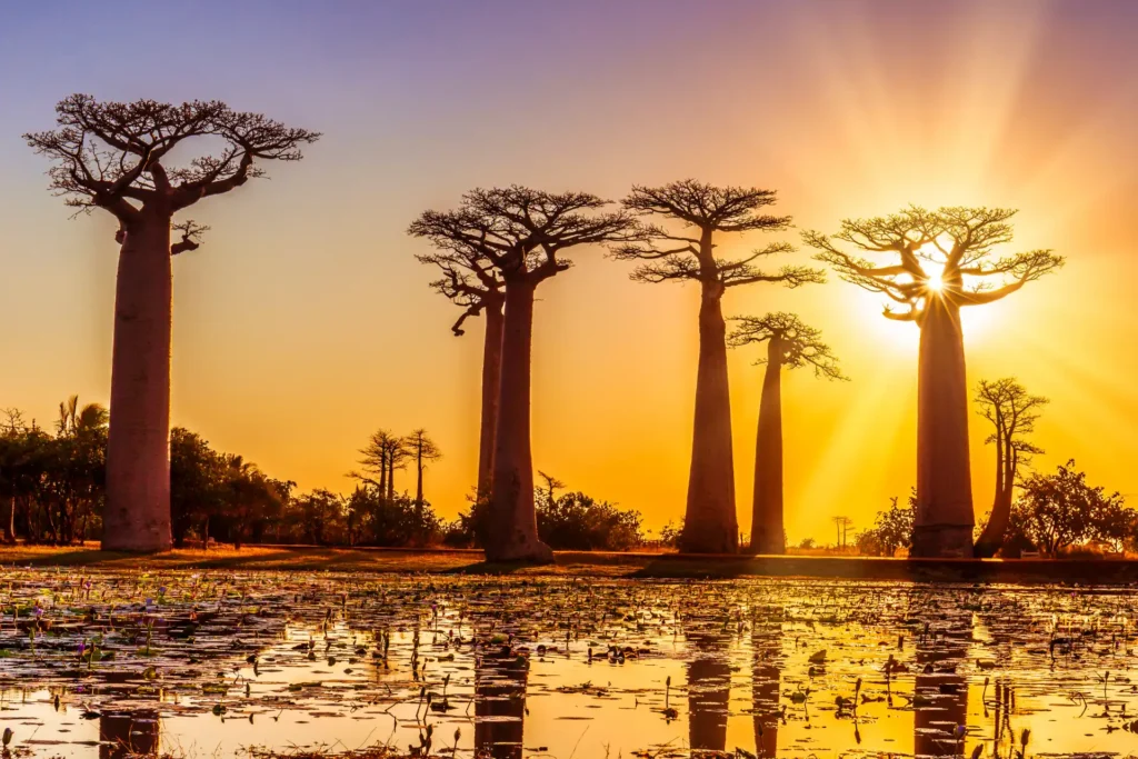 Avenue of the baobabs at sunset
